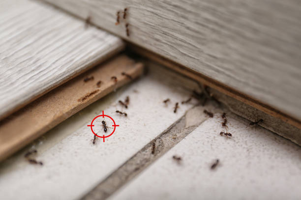 Best Residential Pest Control  in Ocean City, FL